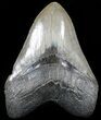 Glossy, Serrated, Megalodon Tooth - South Carolina #49937-1